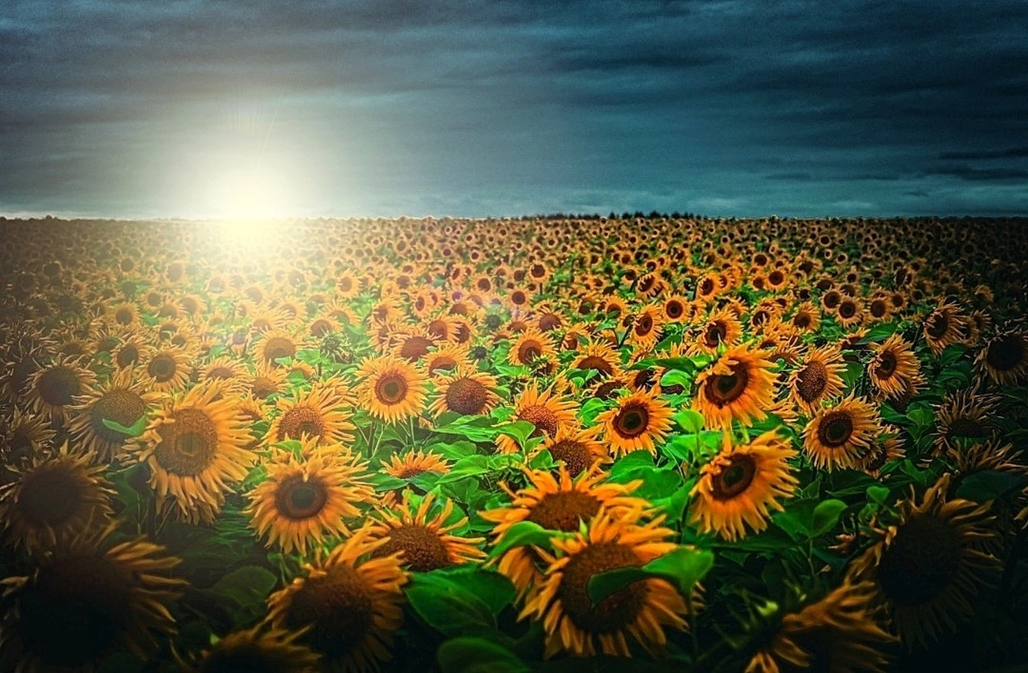 Golden field foto