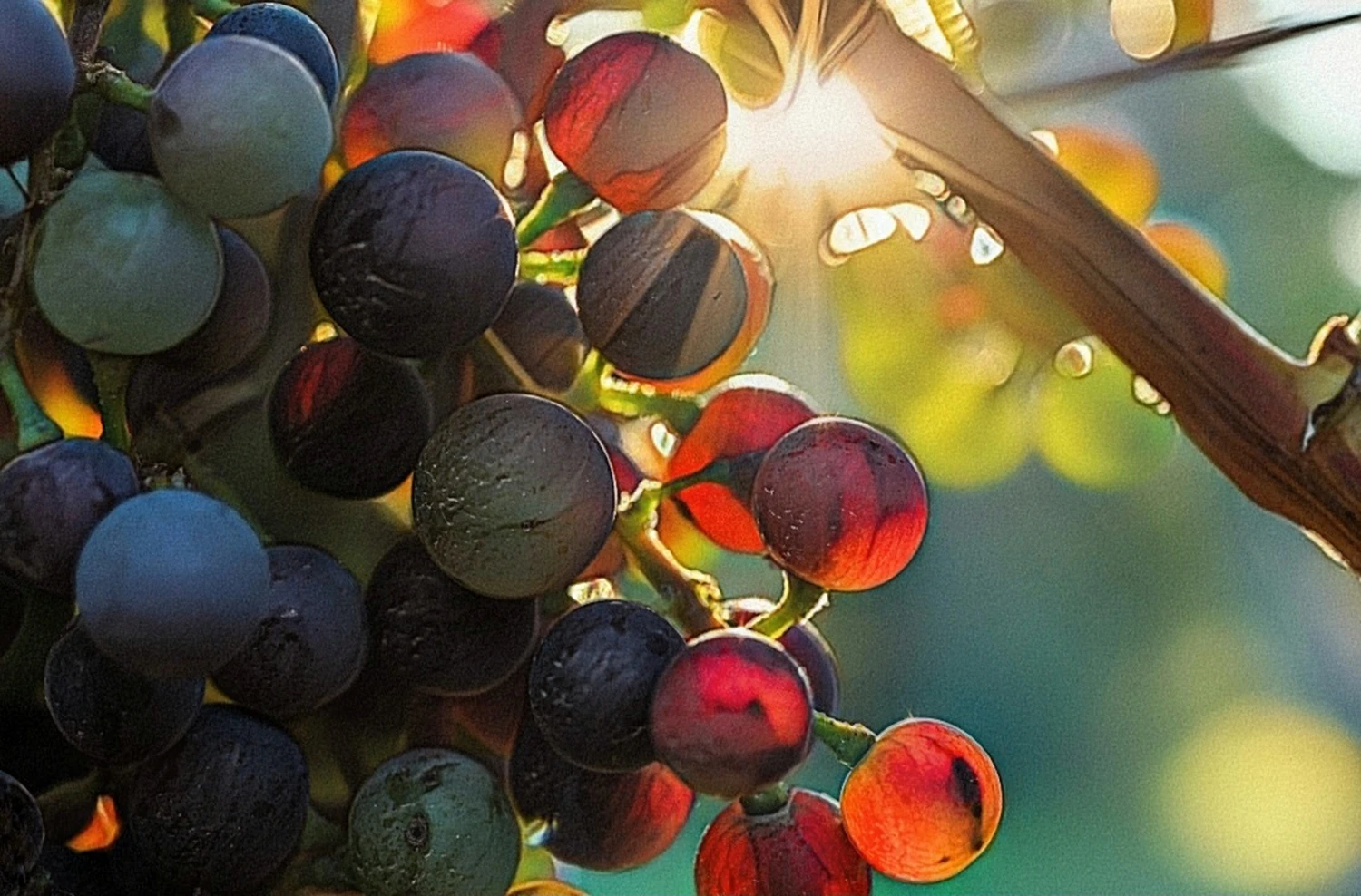 Grapes fotographie